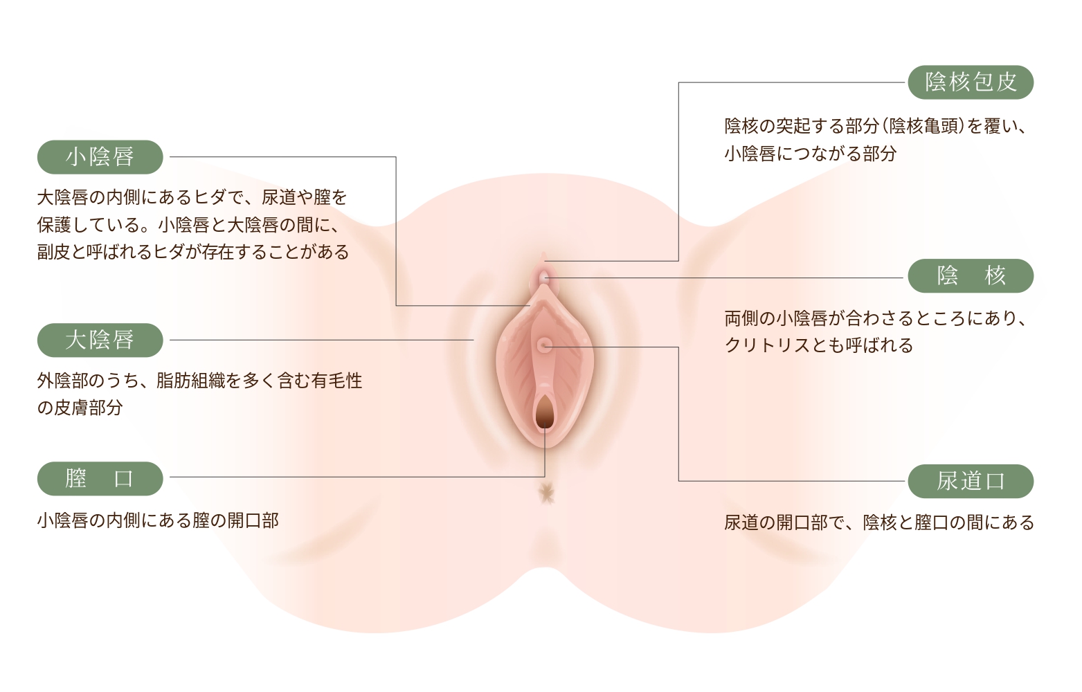 大陰唇 オザキクリニック